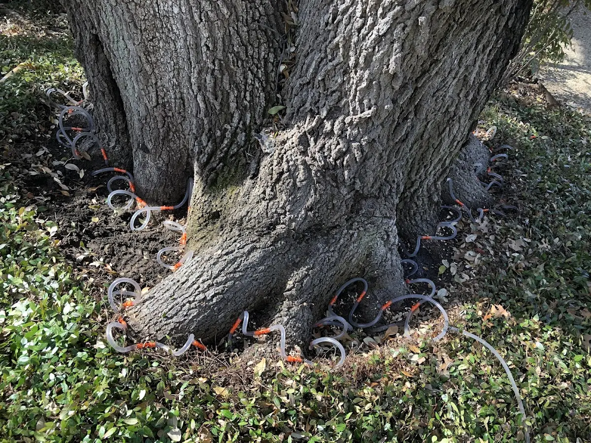 Detailed Tree Cabling and Bracing job site in Hosmer