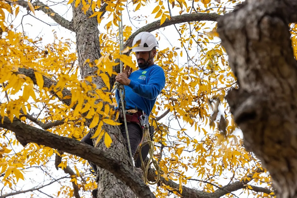 Skilled Tree Trimming crew working in Hosmer